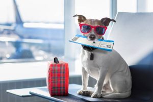 How to Travel with a Pet