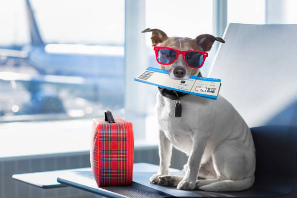 How to Travel with a Pet